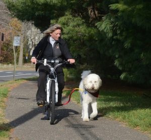 dog running photo