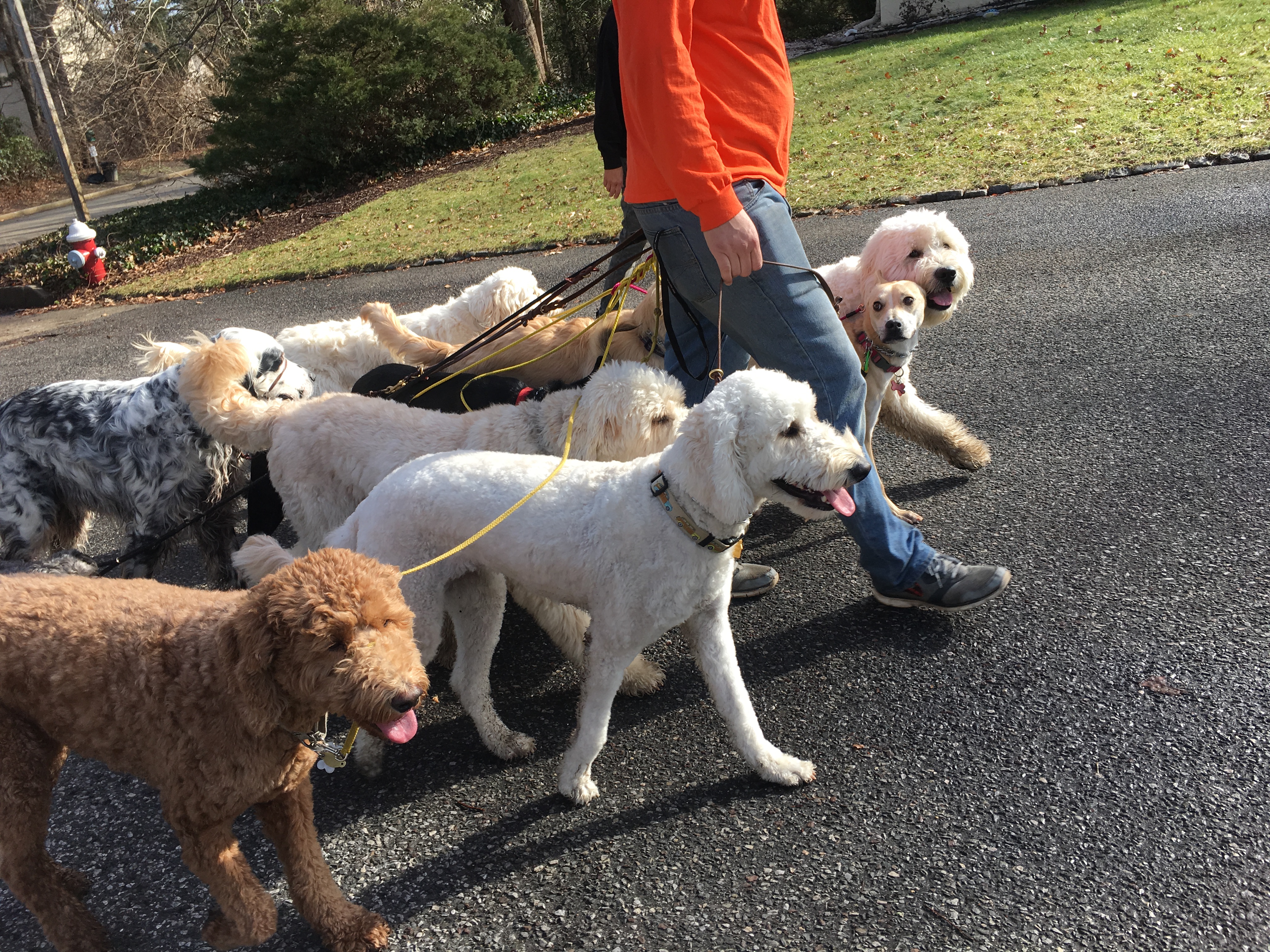 Dog Training South Jersey