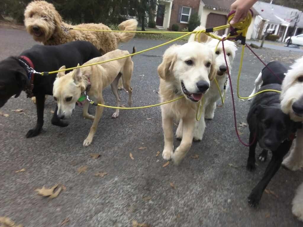Puppy Obedience Training Marlton NJ
