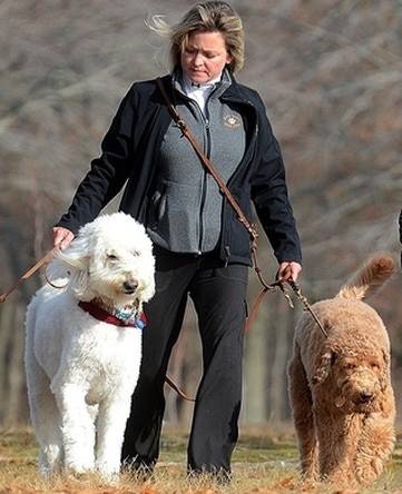 Bo and Buddy pet walking