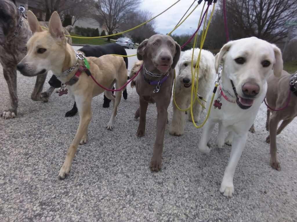 How to pick the right dog walker